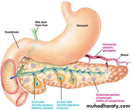 Pancreas