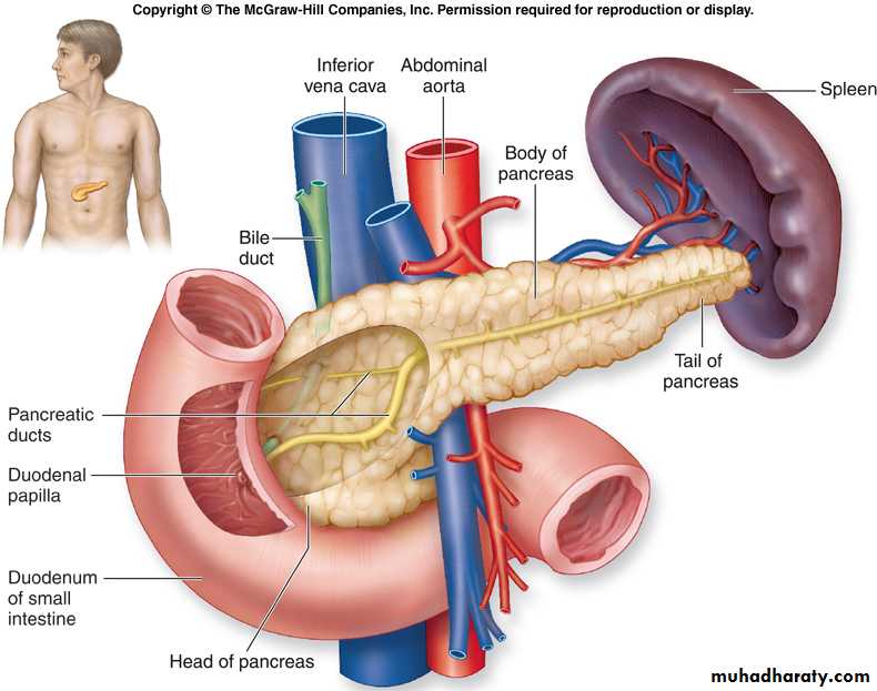 Pancreas