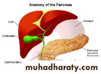 Pancreas