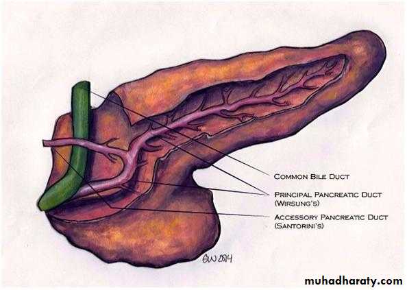 Pancreas