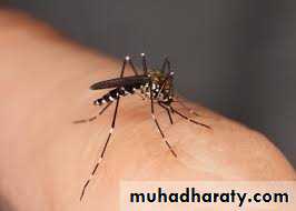 Bacterial Skin Infection