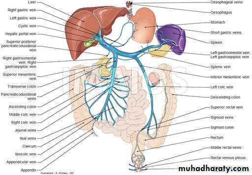 Artery Supply of the GUT