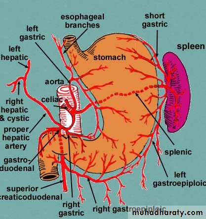 Artery Supply of the GUT