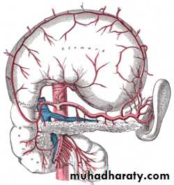 Artery Supply of the GUT