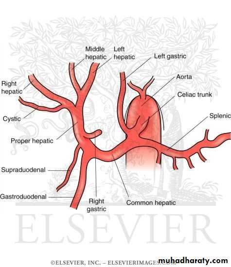Artery Supply of the GUT