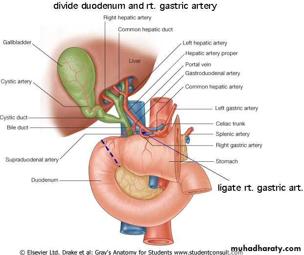 Artery Supply of the GUT