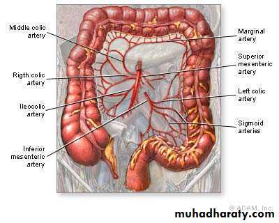 Artery Supply of the GUT