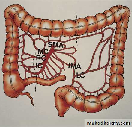 Artery Supply of the GUT