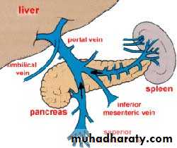 Artery Supply of the GUT