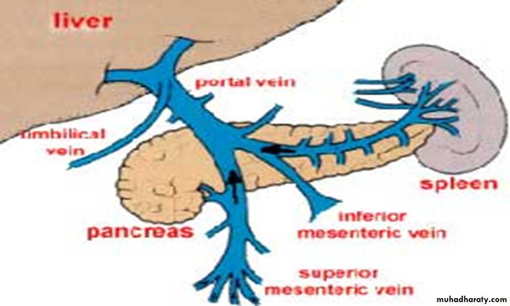 Artery Supply of the GUT
