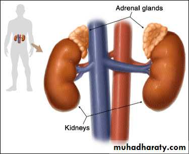 Artery Supply of the GUT