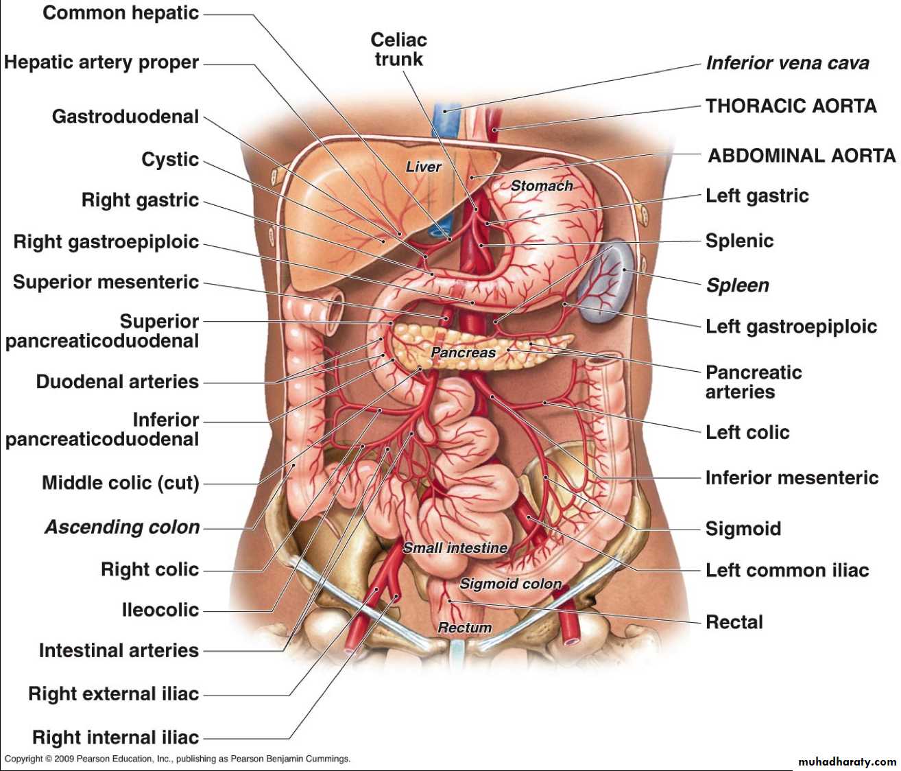 Artery Supply of the GUT