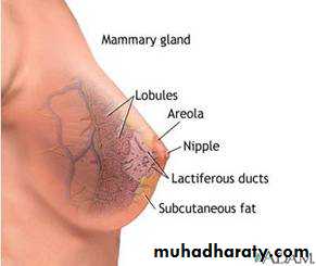 Breast