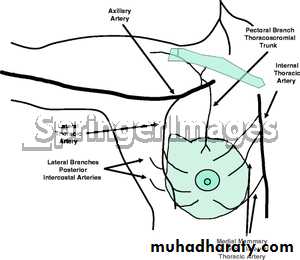 Breast