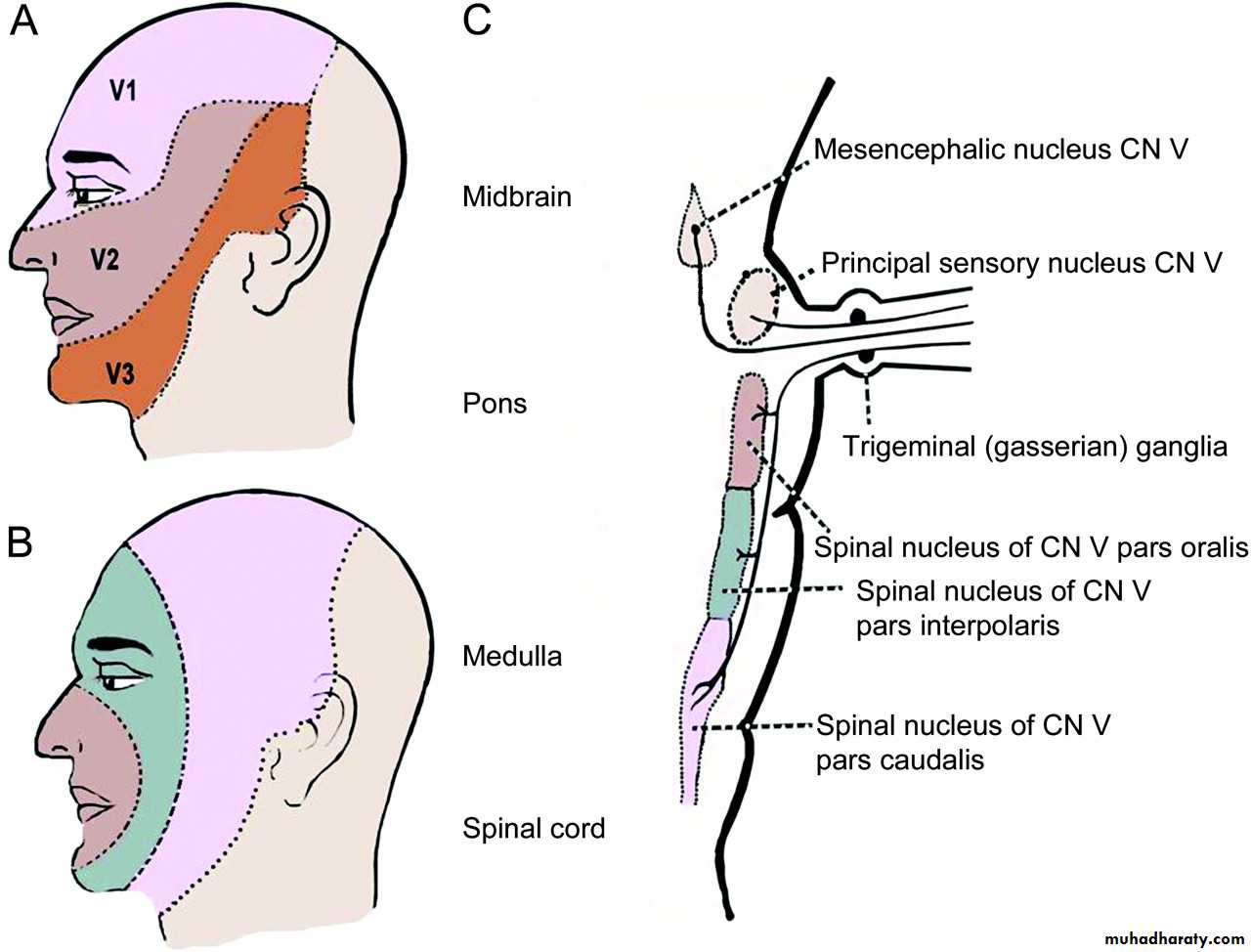 Cranial nerves disorders