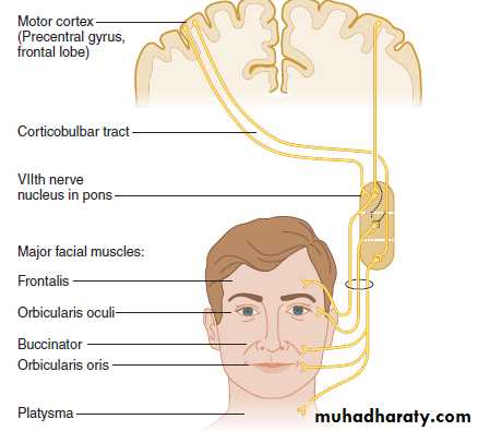 Cranial nerves disorders