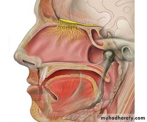 Cranial nerves disorders