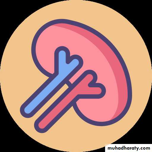 Anatomy of Spleen