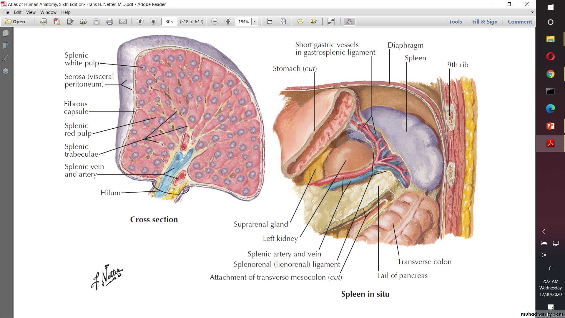 Anatomy of Spleen
