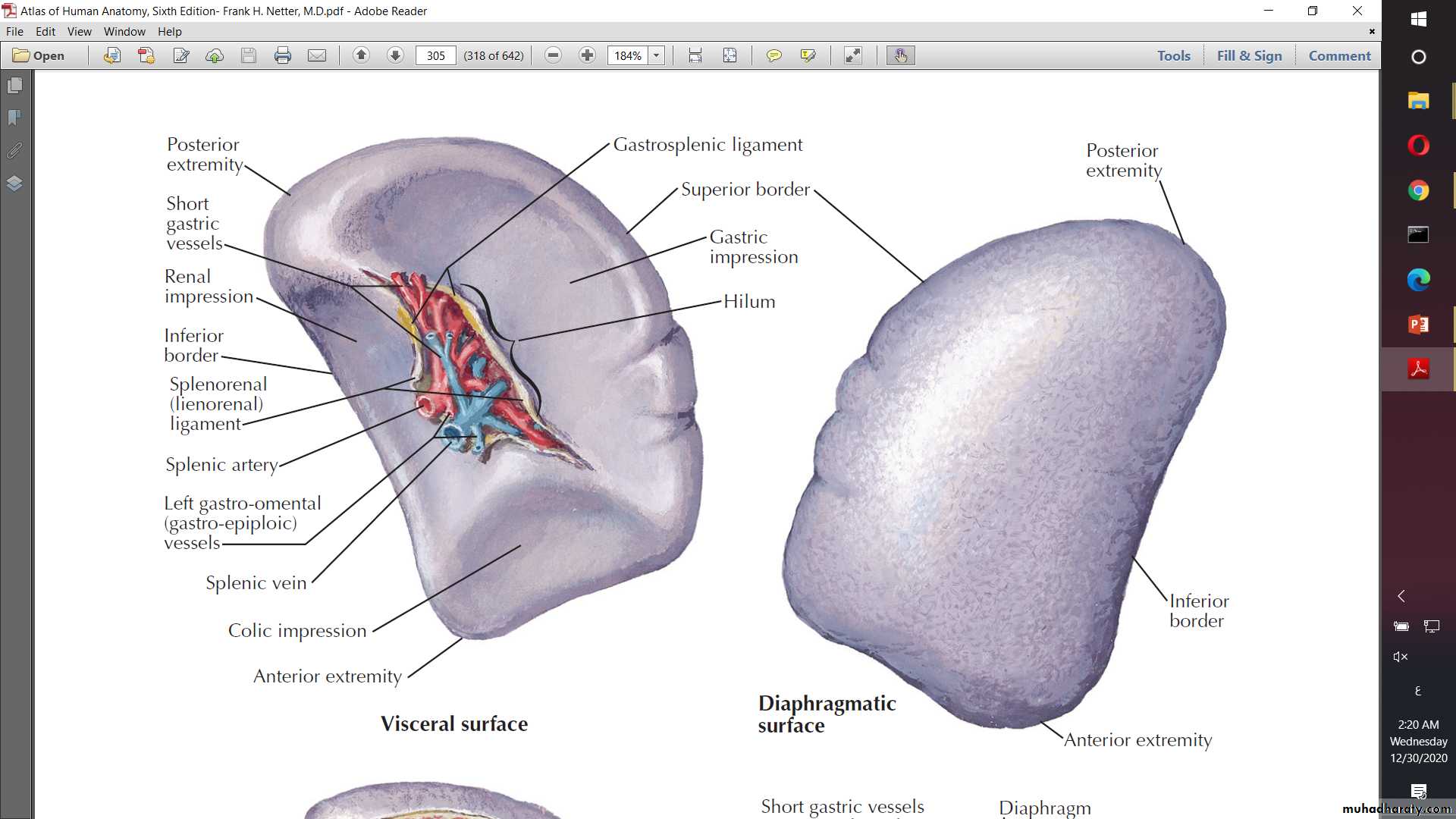 Anatomy of Spleen