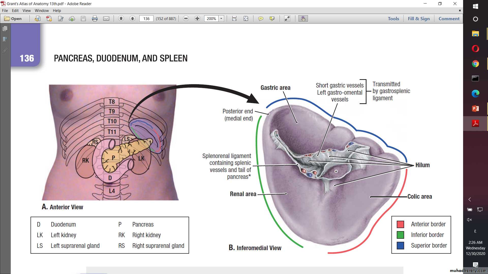 Anatomy of Spleen