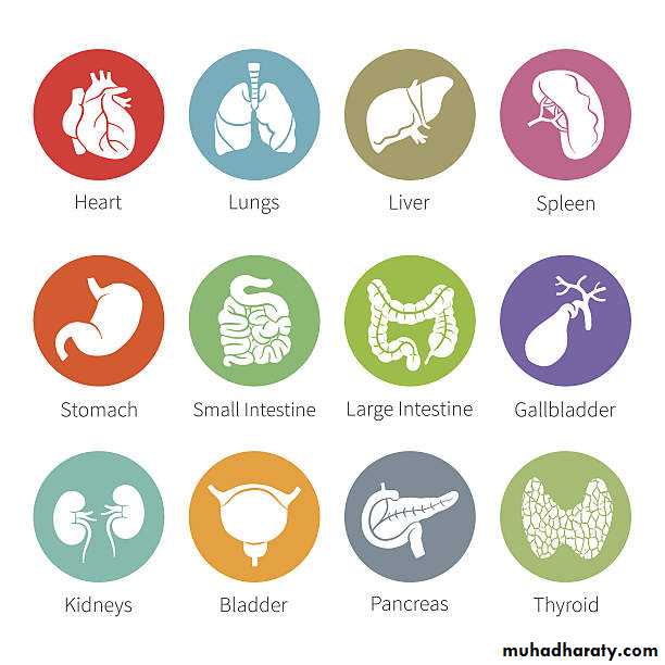 Anatomy of Spleen