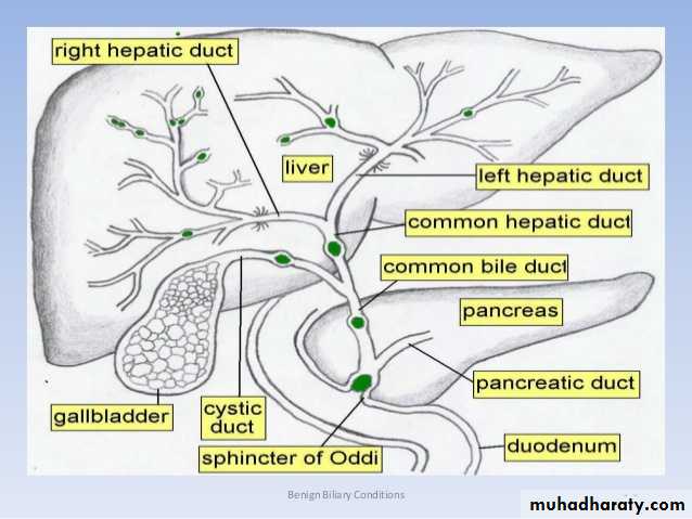 Bile Secretion by the Liver