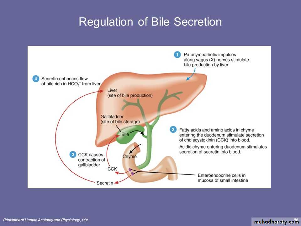 Bile Secretion by the Liver