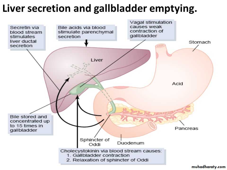 Bile Secretion by the Liver