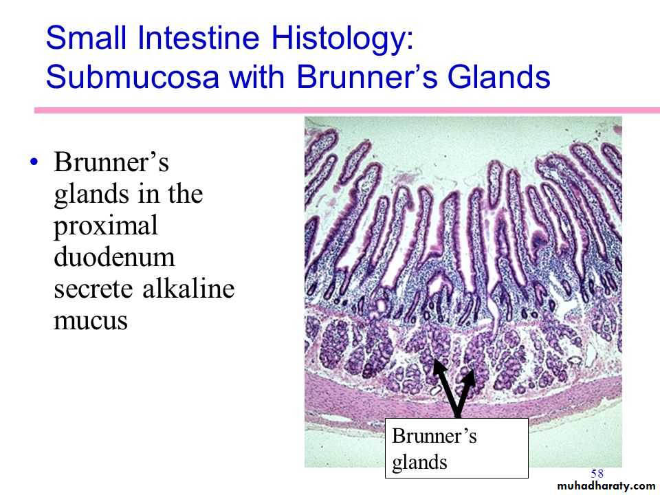 Bile Secretion by the Liver