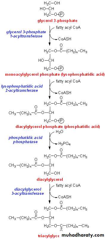 TG Synthesis