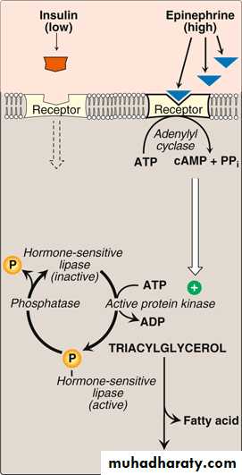 TG Synthesis