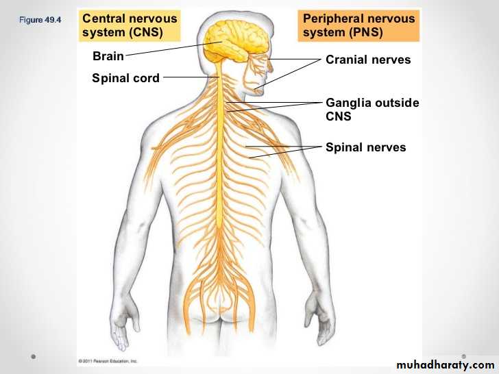 Nervous System