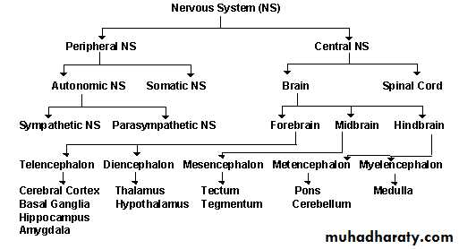 Nervous System