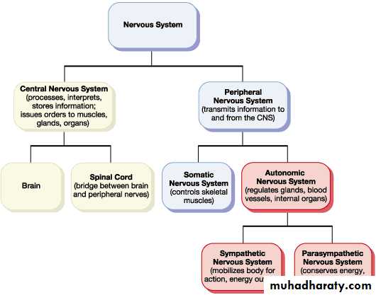 Nervous System