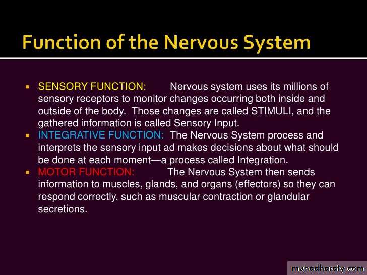 Nervous System