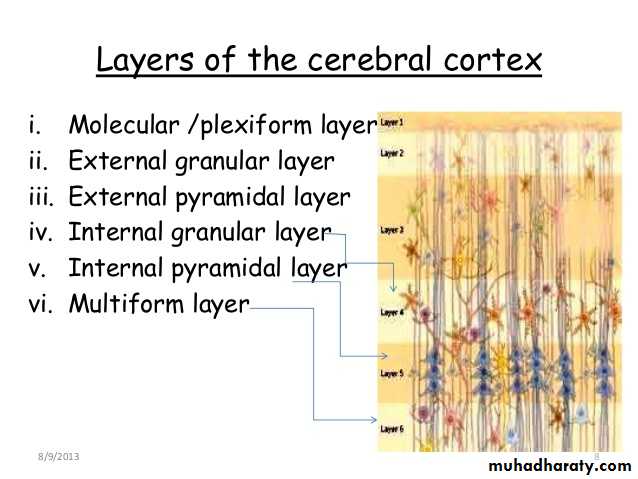Nervous System