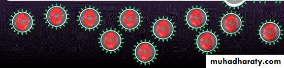 Replication of Viruses