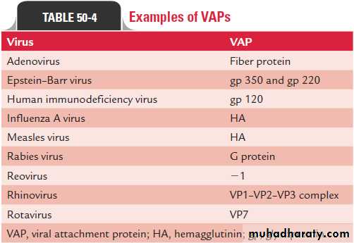 Replication of Viruses
