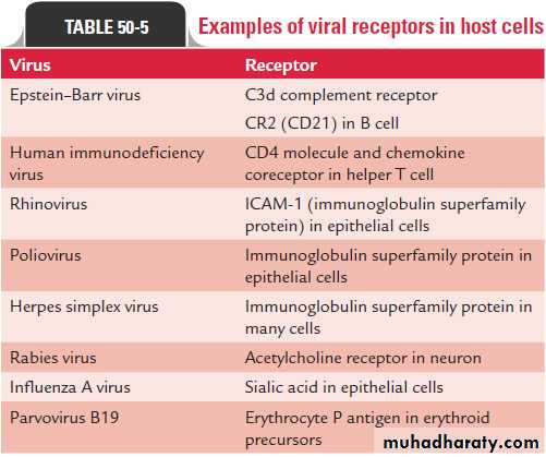 Replication of Viruses