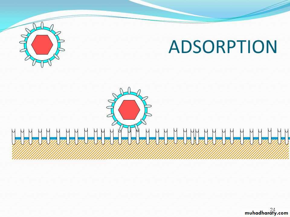 Replication of Viruses