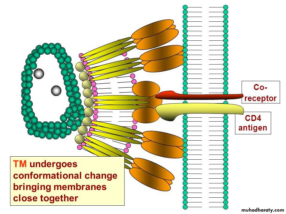Replication of Viruses