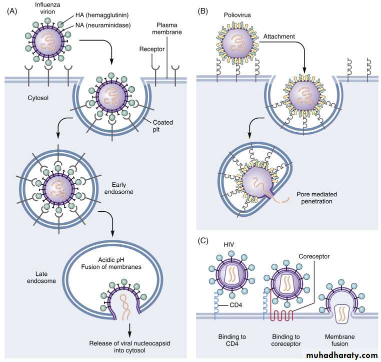 Replication of Viruses