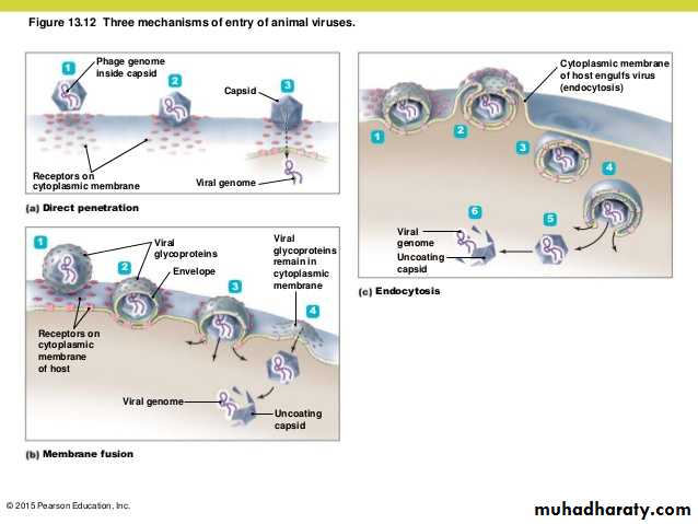 Replication of Viruses