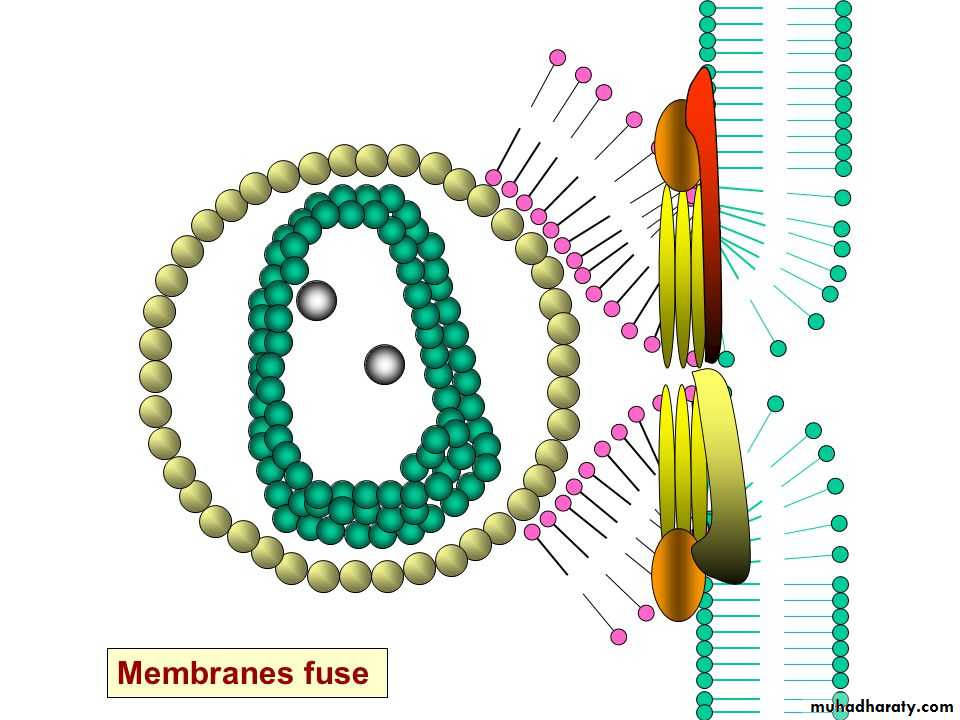 Replication of Viruses