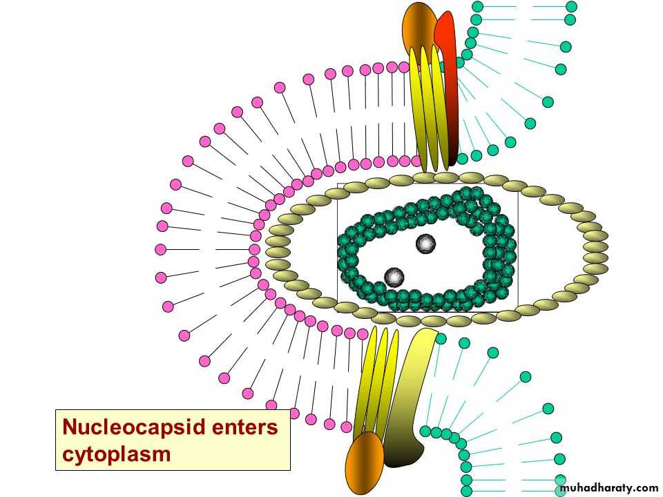 Replication of Viruses