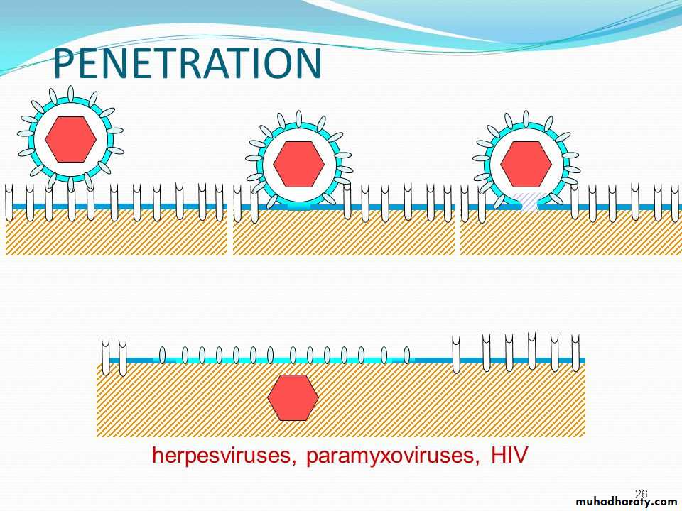 Replication of Viruses