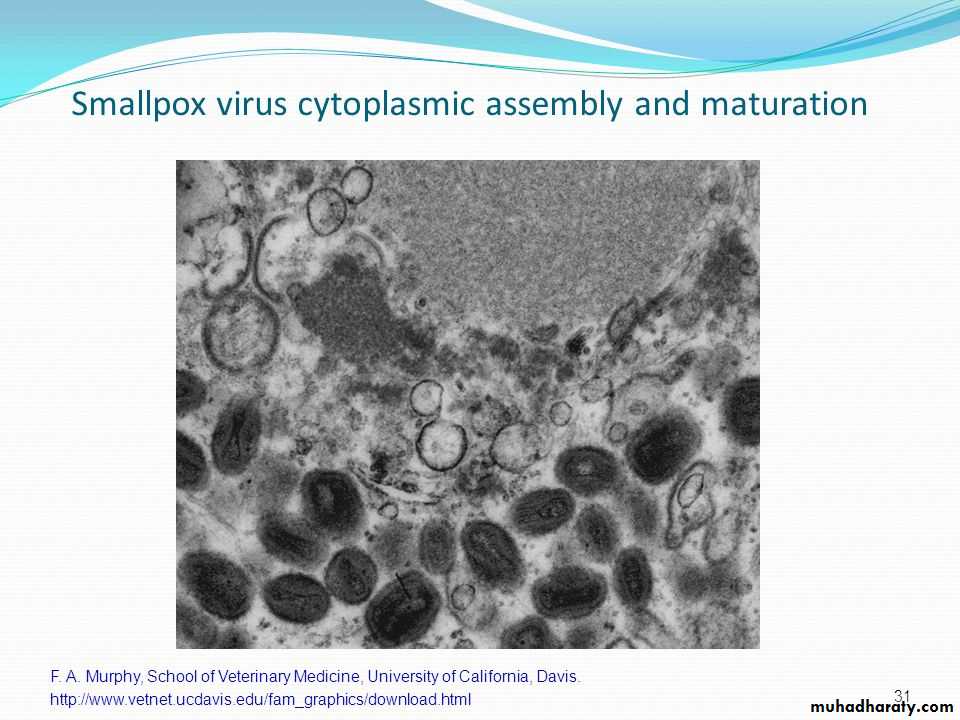 Replication of Viruses