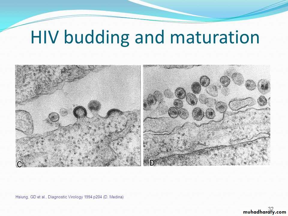 Replication of Viruses