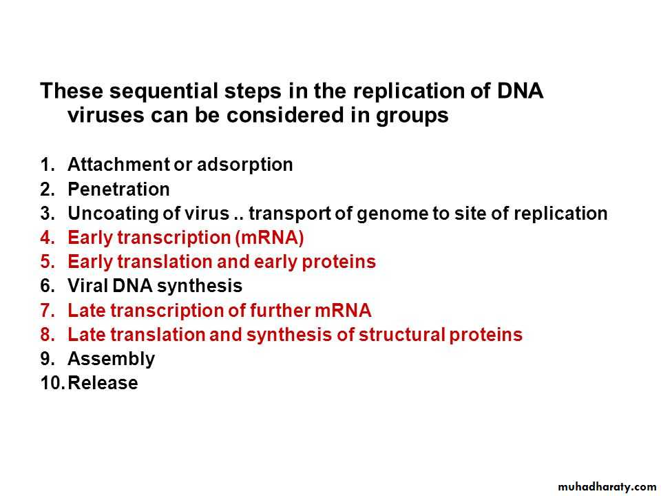 Replication of Viruses